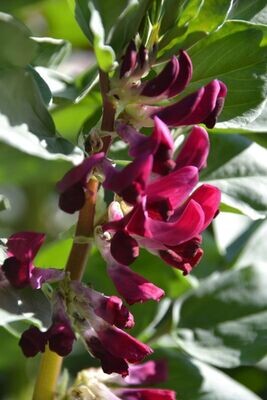 Broad Bean - Crimson Flowered