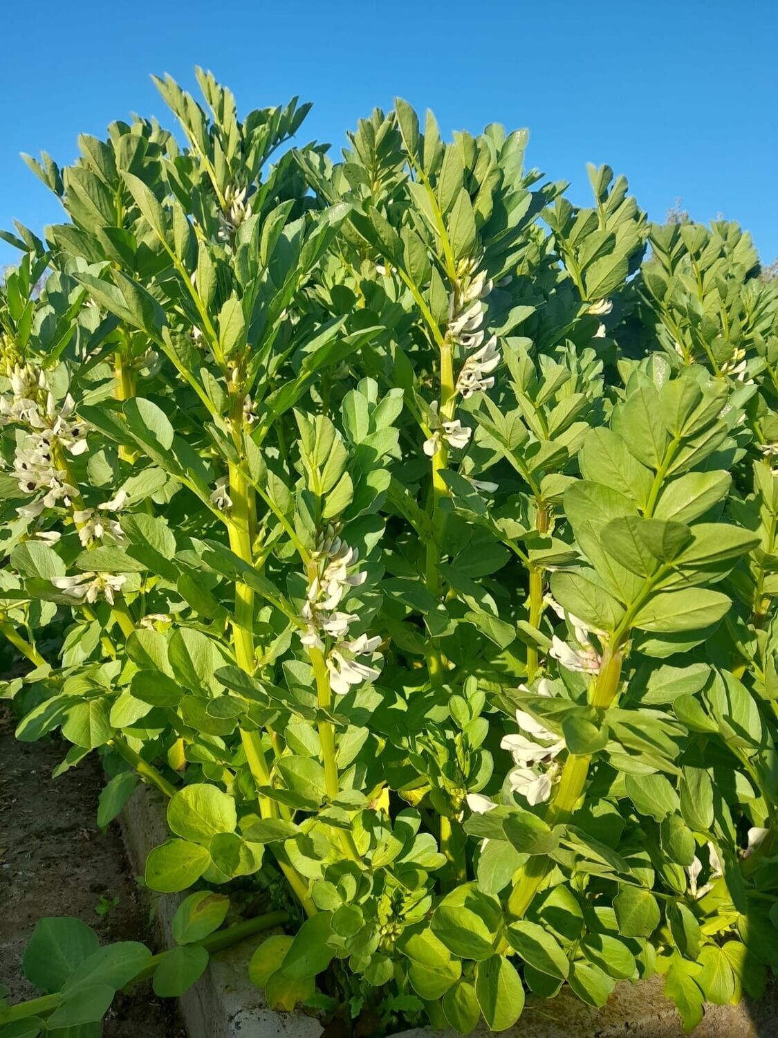 Broad Bean - Aquadulce D2E