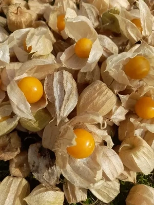 Physalis Golden Nugget (Cape Gooseberry)