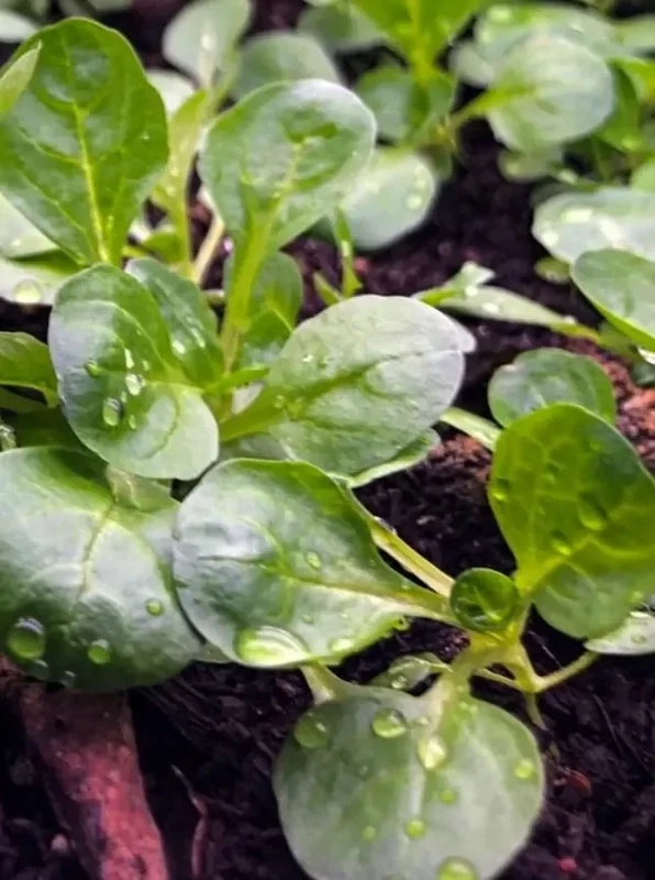 LETTUCE – Dutch Corn Salad / Lamb’s Lettuce