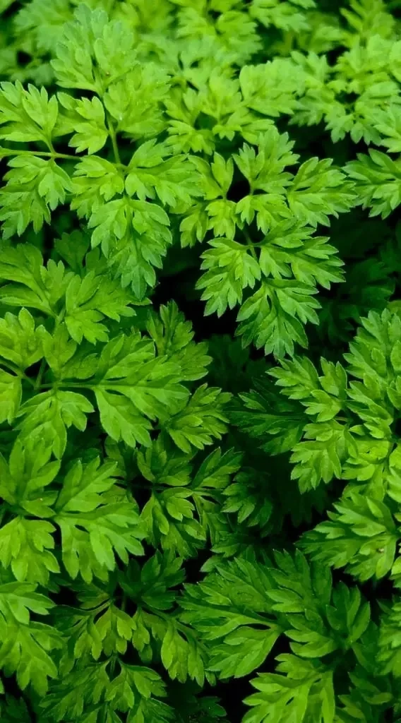 Chervil - Herbs- Culinary and Medicinal (Seed Freaks)