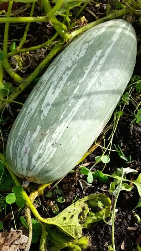 Squash Guatemalan Blue Banana