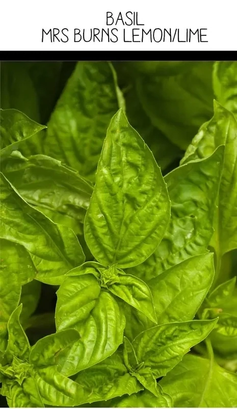 BASIL: MRS BURNS LEMON/LIME