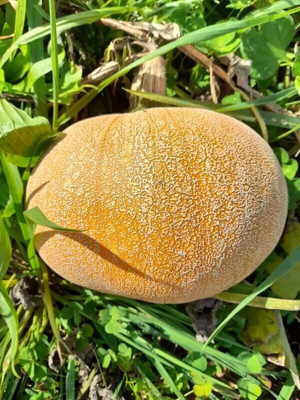 Winter Luxury Pumpkin (Seed Freaks)