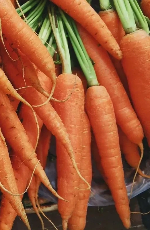 Nantes Carrots