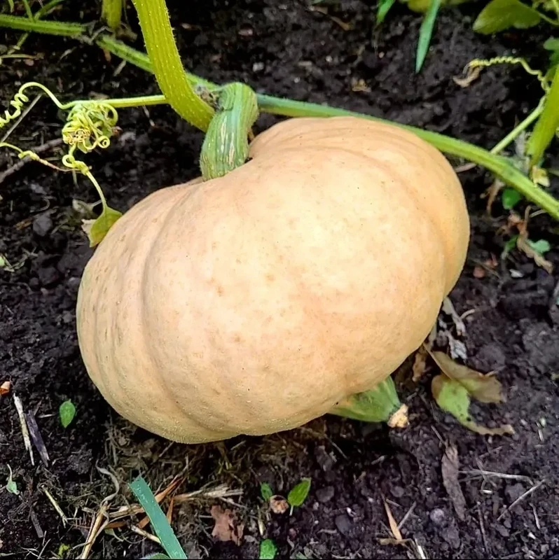 Squash Hidatsa