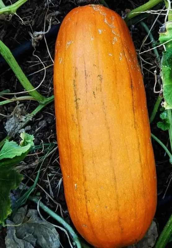 Pumpkin Long Pie