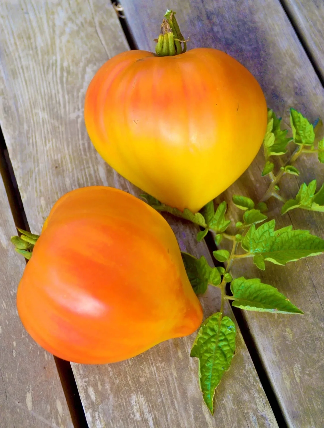 Golden King of Sibera Tomato (Seed Freaks)