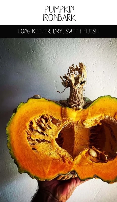 Pumpkin Ironbark