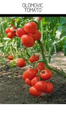 Olomovic Tomato