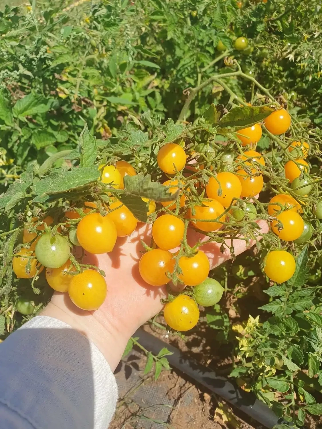Millefleur Tomato