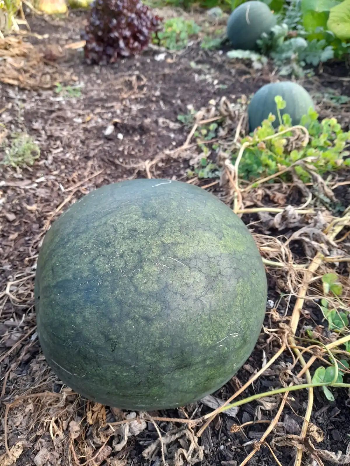 Watermelon Sugar Baby