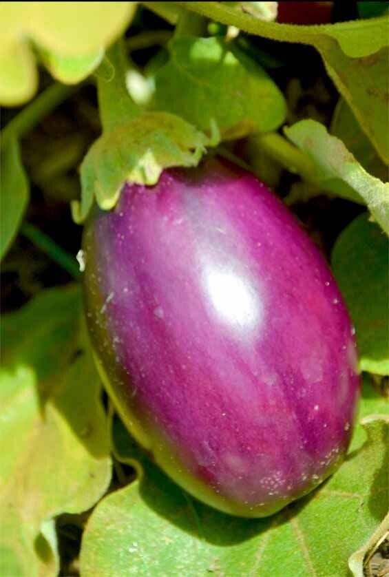 Eggplant Violet Florence