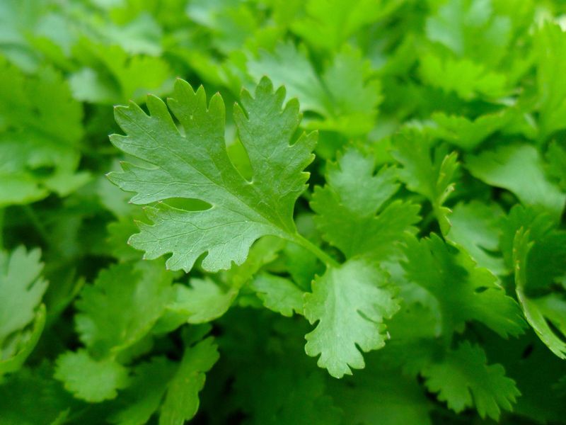 Parsley Flat leaf