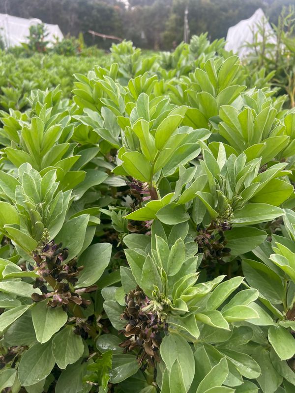 BROAD BEAN: CHOCOLATE FLOWERED