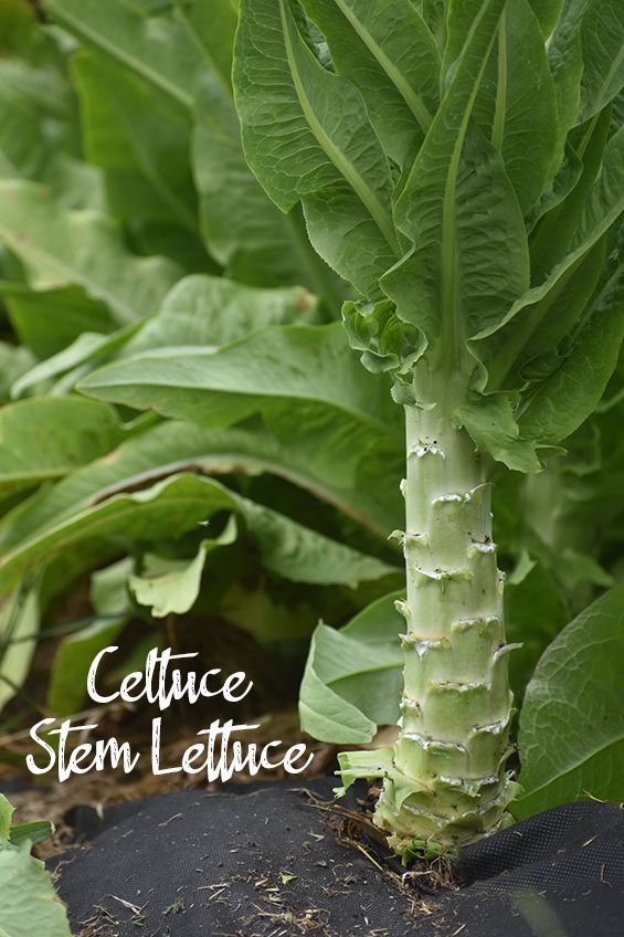 Stem Lettuce