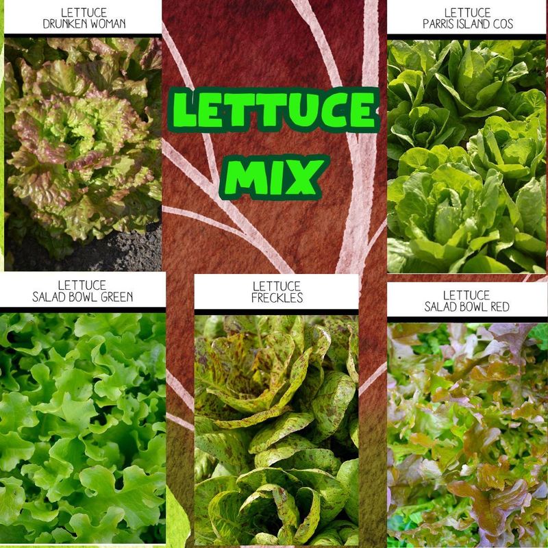 Lettuce Mix