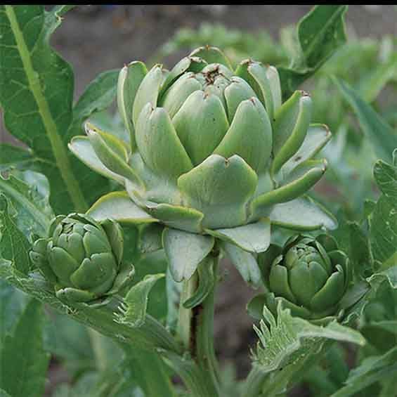 ARTICHOKE