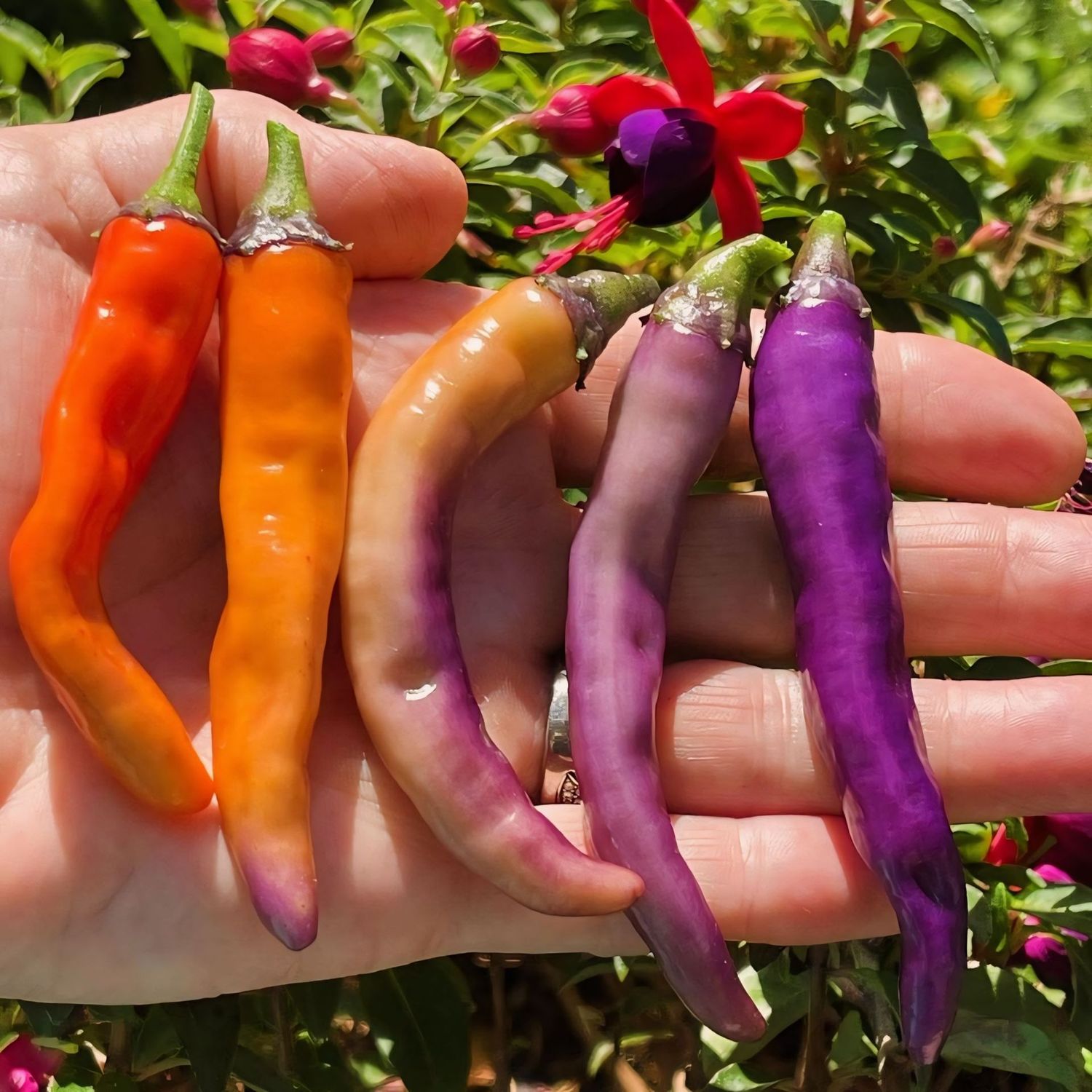 ​CHILLI: BUENA MULATA
