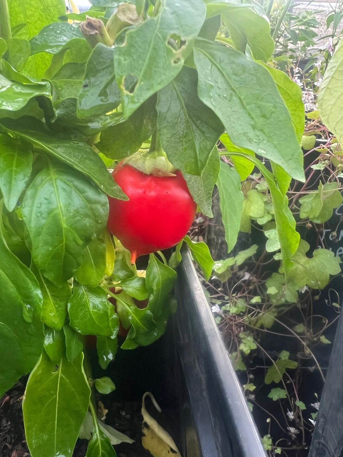 ​CHILLI PEPPER: HOT BALLS OF FIRE
