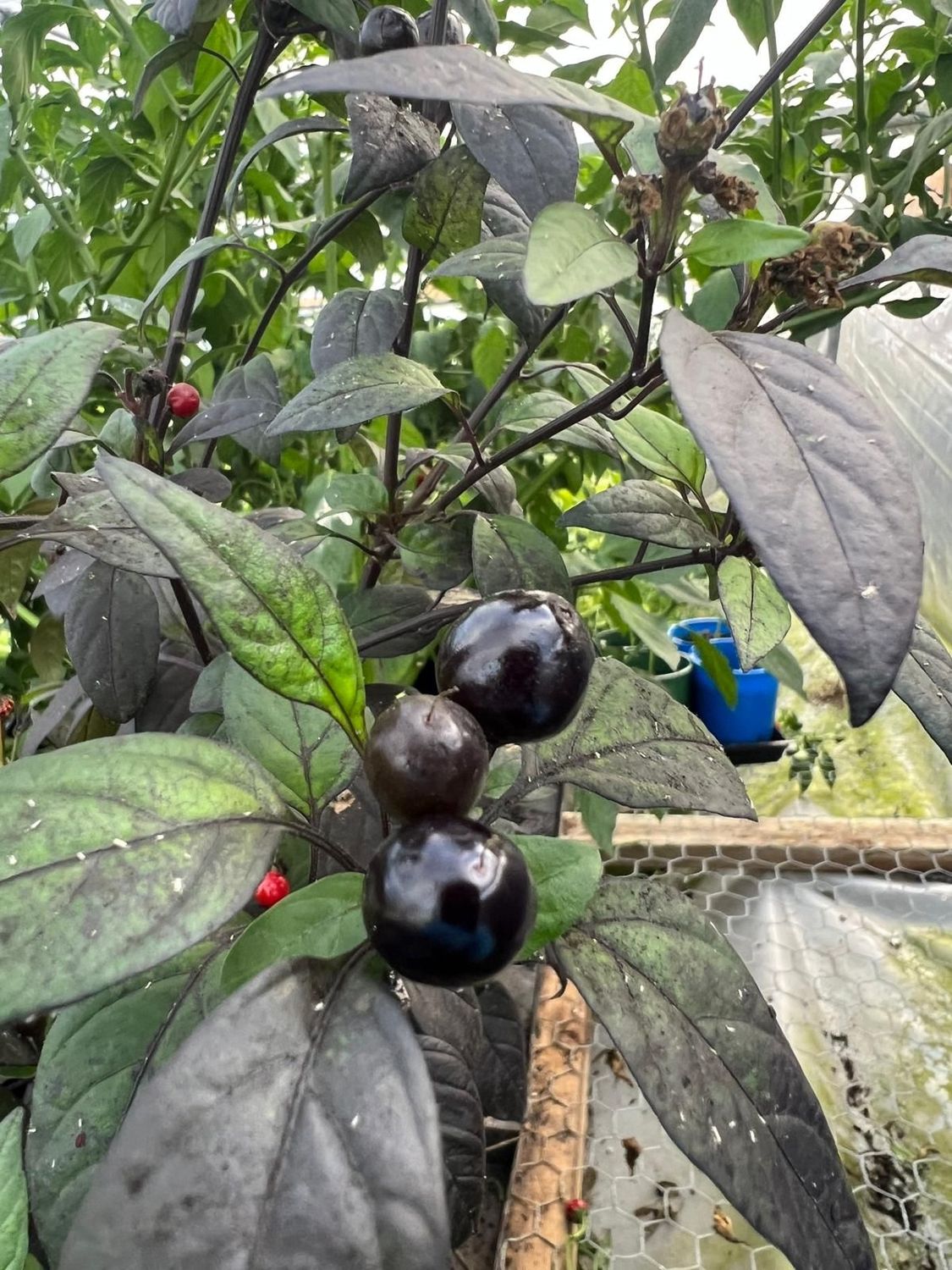 ​CHILLI: BLACK CUBAN