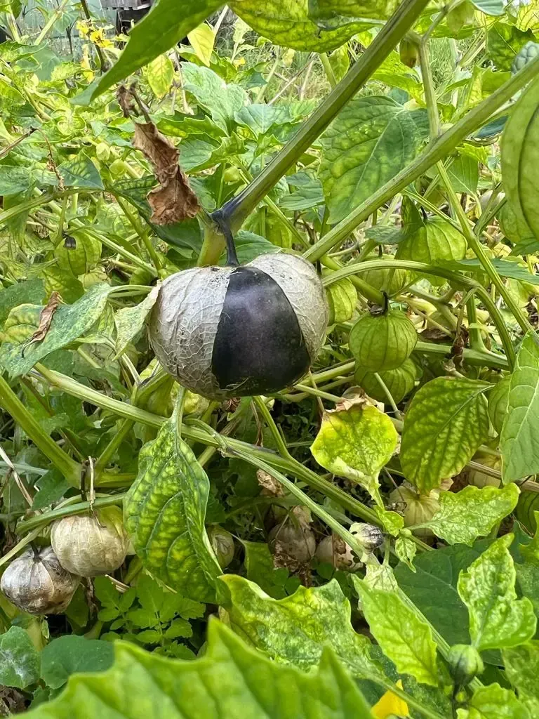TOMATILLO: PURPLE