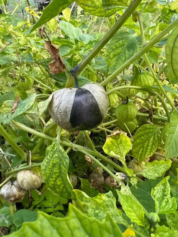 TOMATILLO: PURPLE