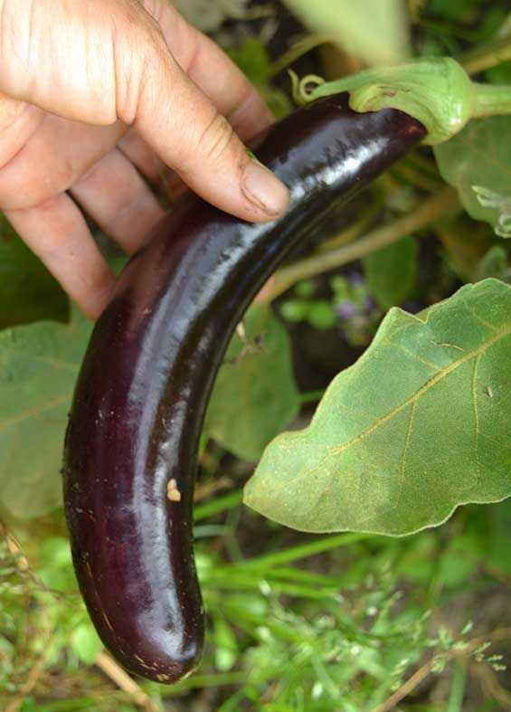 EGGPLANT: EARLY LONG PURPLE