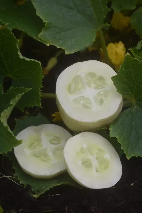 CUCUMBER: DRAGON’S EGG