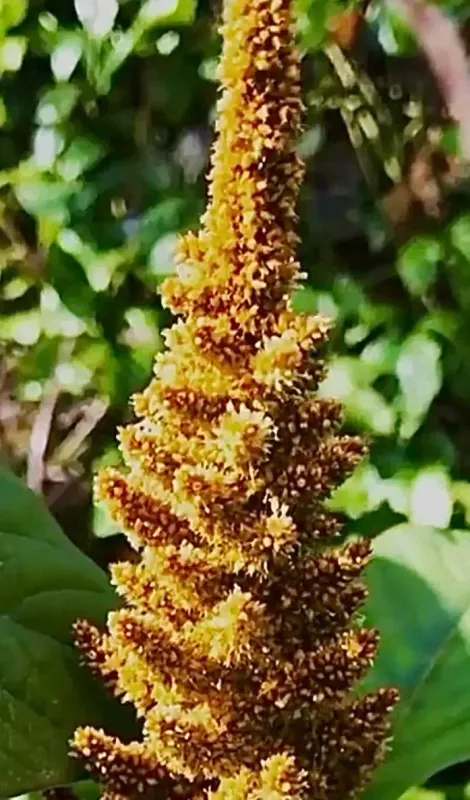 Amaranth Golden (Seed Freaks)