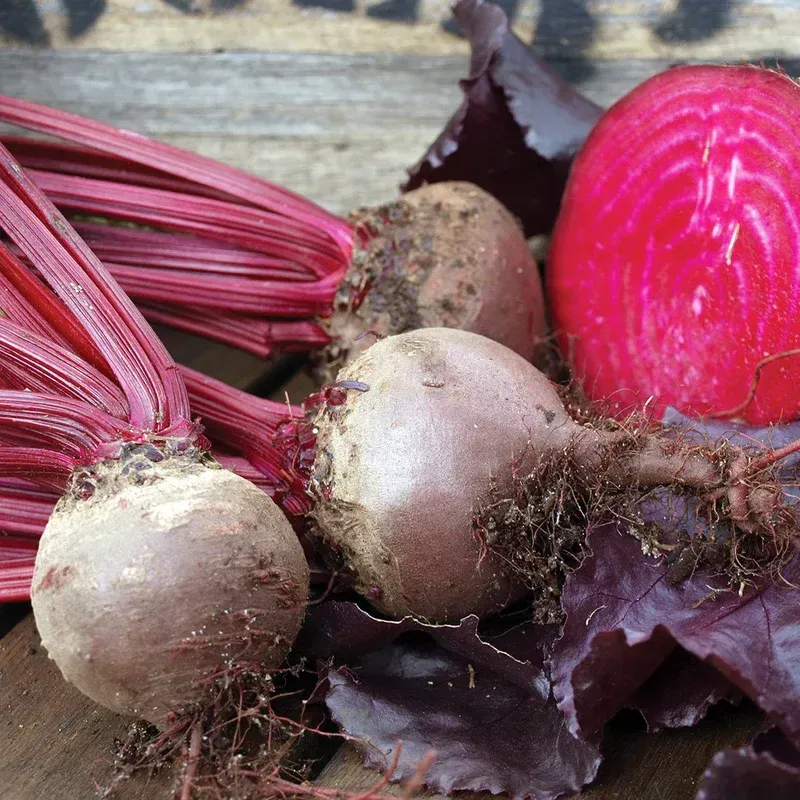 Bulls Blood Beetroot D2E