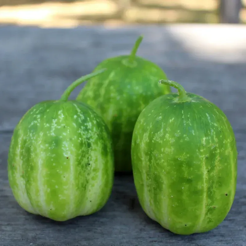 CUCUMBER: RICHMOND GREEN