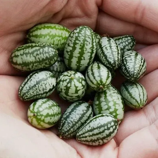 Cucumber Mouse Mellon