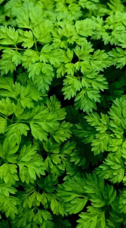 Chervil - Herbs- Culinary and Medicinal