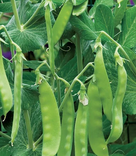 Oregan Sugarpod pea