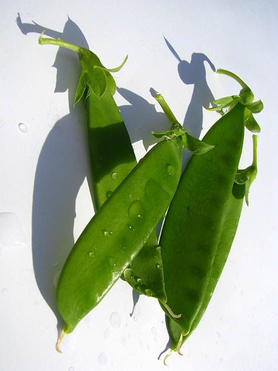 Snow peas Yukomo Giant