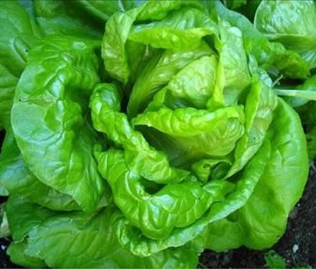 Butterhead Lettuce