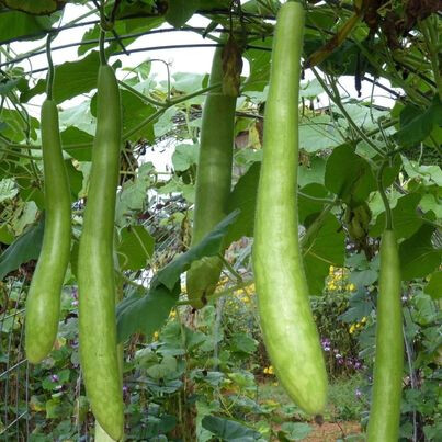 Cucuzza - New Guinea Bean