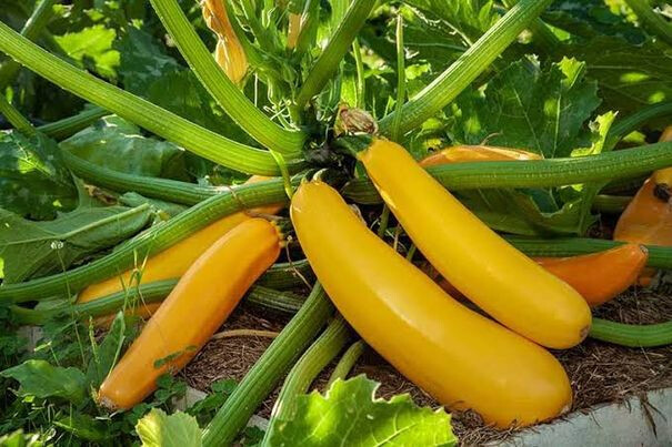Zucchini Golden