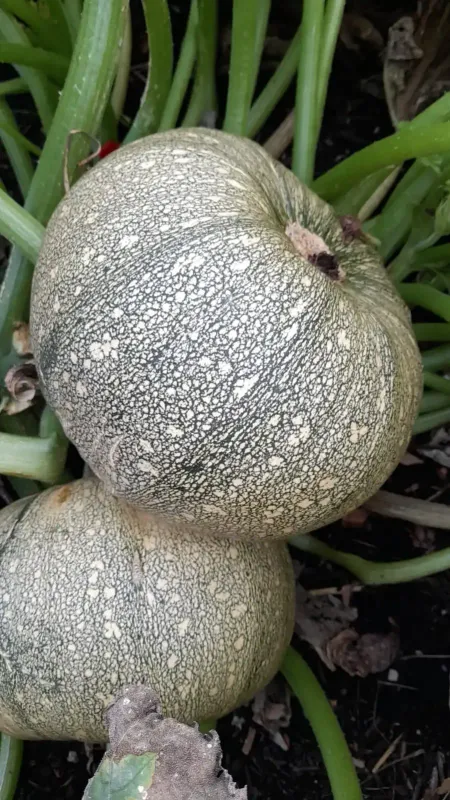 Zucchini Ronde De Nice