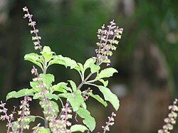 Red Holy Basil or Tulsi