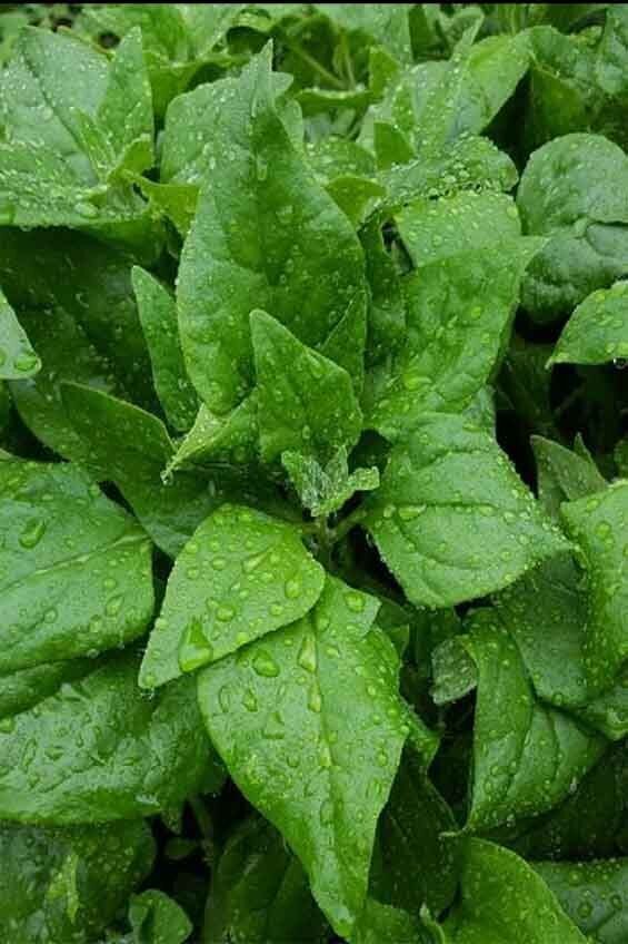 New Zealand Warrigal Greens / Spinach New Zealand Warrigal Greens / Spinach