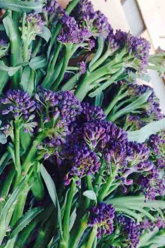 Purple Sprouting Broccoli