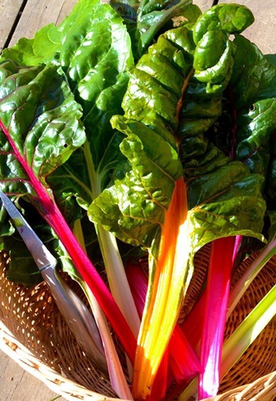 Rainbow Chard (Bright Lights)