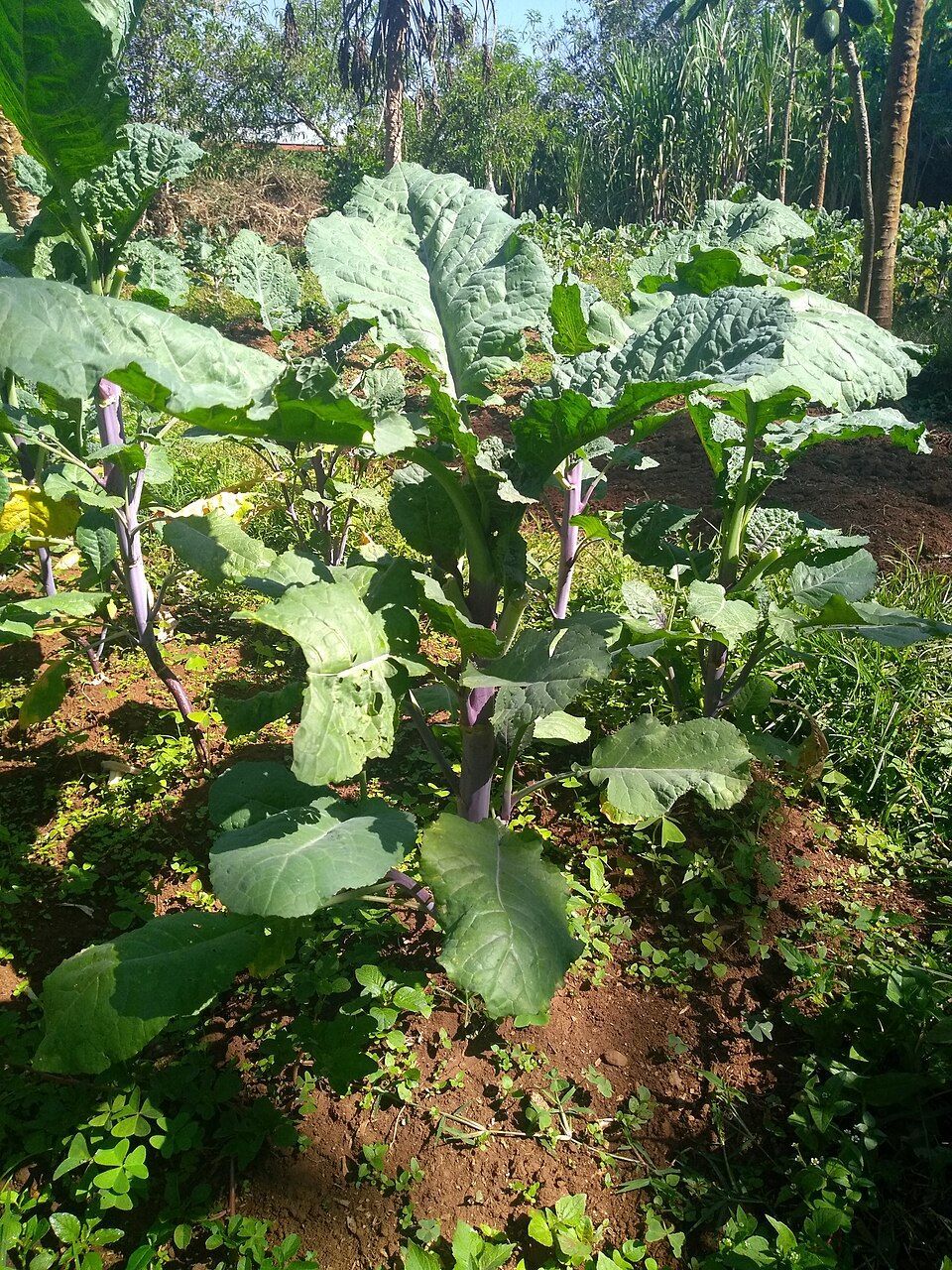 Ethiopian Kale (cabbage)