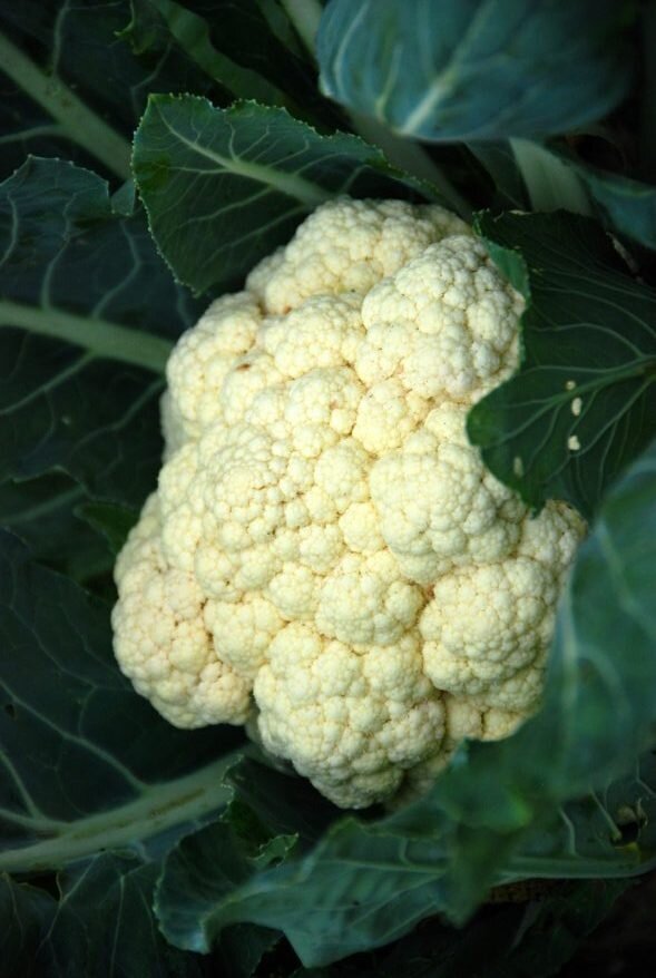 Snowball Cauliflower
