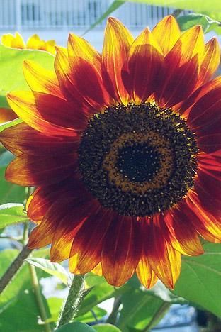 Sunflower Sunburst