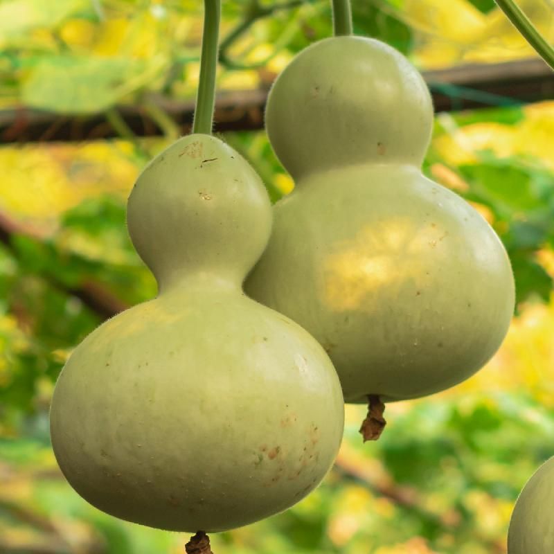 Birdhouse Gourd
