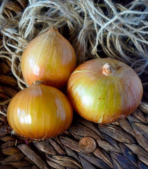 Onion Gladalan Brown