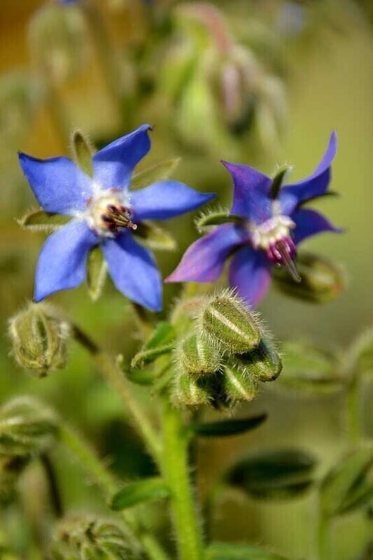 Borage (Blue Flowered)